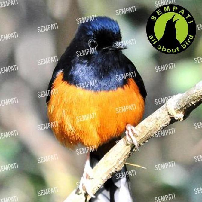 SEMPATI Sakit Perut D2k Obat Burung Sakit Gangguan Pencernaan Kolera Lesu Sesak Nafas