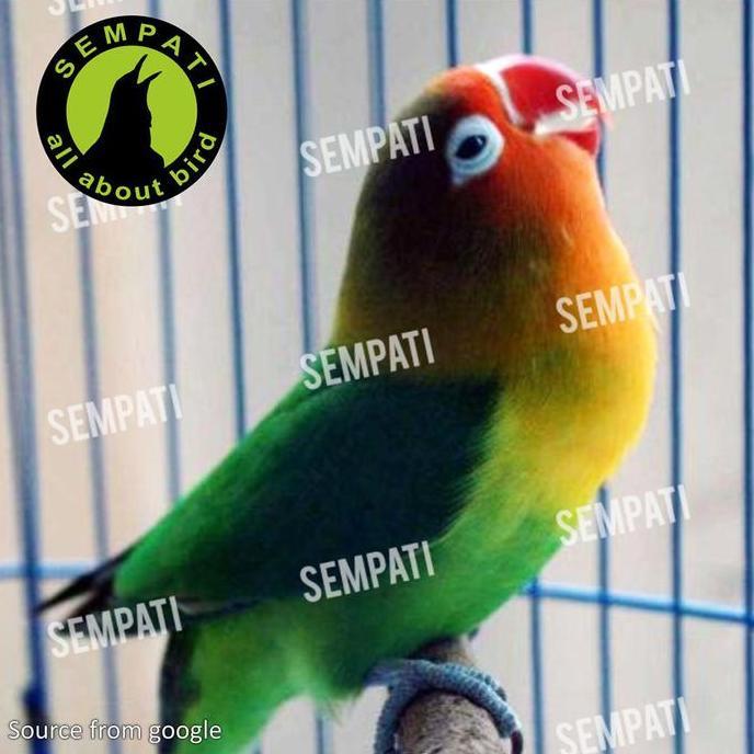 SEMPATI Sesak Napas D2k Obat Burung Sakit Gangguan Pernafasan Dll