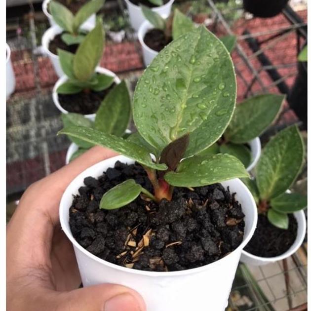 Promo Anakan Jemani Mangkok Tangkai Merah Barang Langka COD