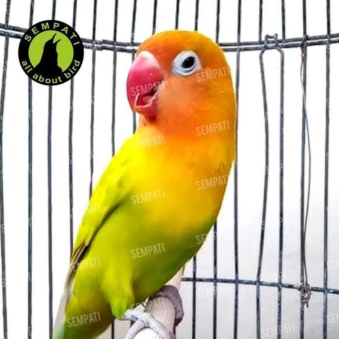 SEMPATI Belgano Lovebird Pakan Harian Lomba Burung Lovebird Love Bird Lb Parkit Kenari Finch Small P