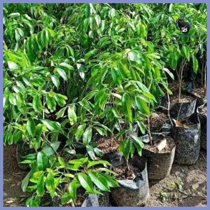 BIBIT TANAMAN LECI KOM MERAH CANGKOK CEPAT BERBUAH BISA TABULAMPOT MURAH TAMAN TANAMANA BIBIT PEKARA