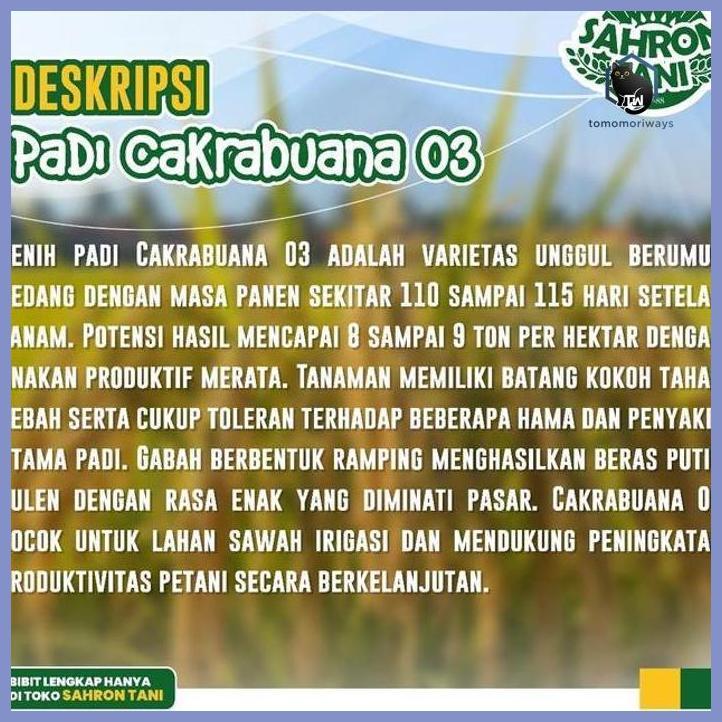 BENIH PADI CAKRABUANA 03 | 5KG | 1KG | BIBIT SUPER GENJAH PREMIUM | COD TAMAN TANAMANA BIBIT PEKARAN