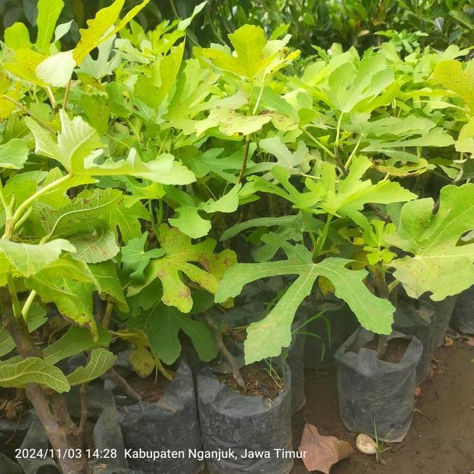 BISA BERBUAH DI POT Tanaman Buah Tin Jumbo Merah Siap Berbuah Buah Tin Ara Jumbo Bibit