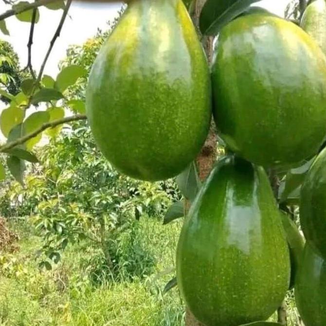 BISA BERBUAH DI POT bibit tanaman alpukat ( bibit alpukat segala jenis )