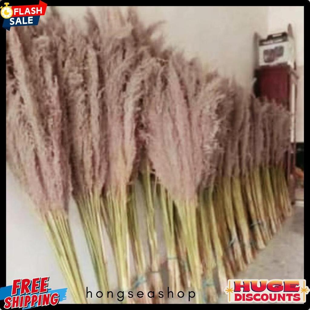 Diskon Up To 70% Pampas Bulu Pampas Kering Pampas Dekorasi Rustic