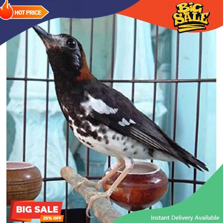 Burung Anis Kembang Jantan Jinak