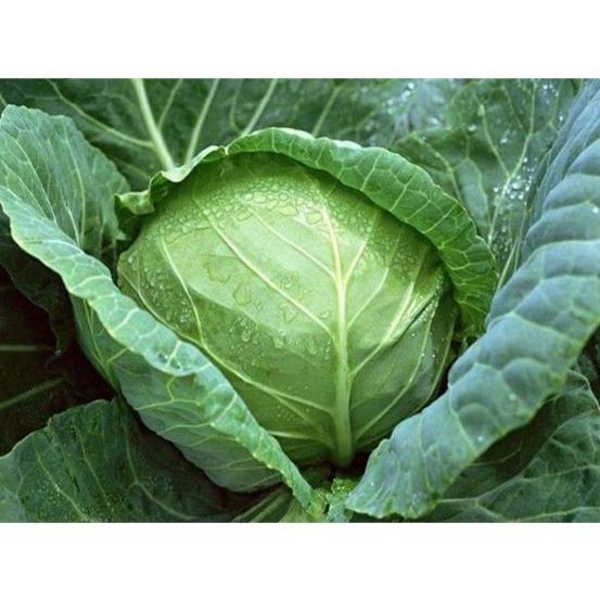 Bisa Cod Ya Kak Bisa Bayar Di Tempat - Kol Kubis Hijau 15 Biji Bibit Seed Benih Kol Kubis Hijau F1 S