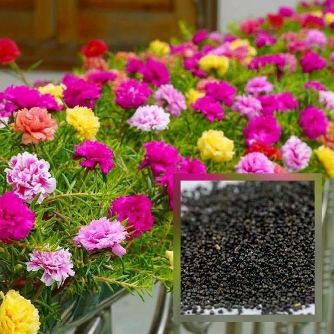 Benih Moss Rose Isi ratusan Biji - Warna Merah, Ungu, Kuning, Putih, dan Pink Bunga