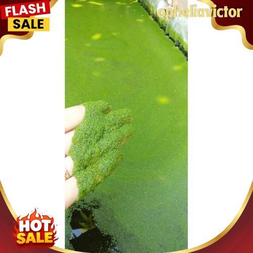 New Bibit Wolfia 150Gr Benih Wolffia