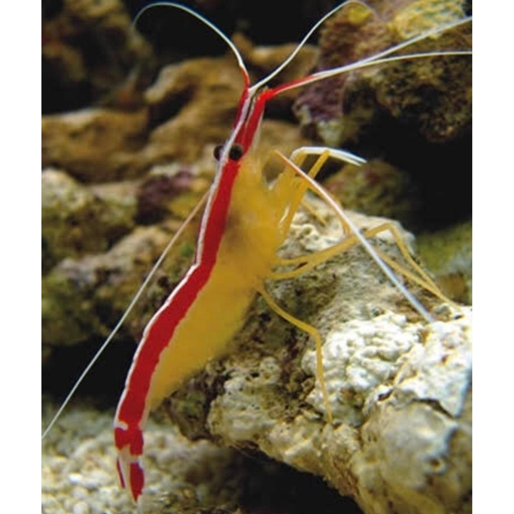 Udang Pelet Air Laut (Cleaner Shrimp)