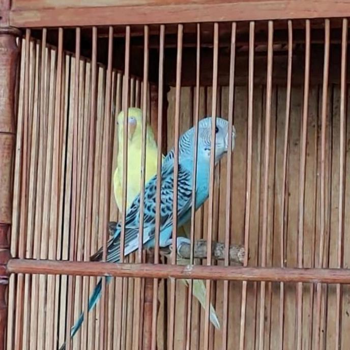 Parkit Warna Sepasang