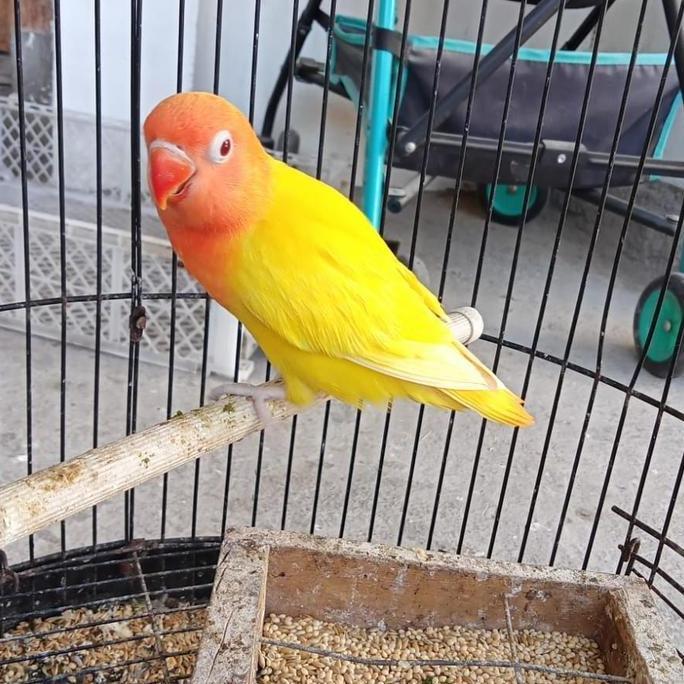 Lovebird Lutino Mata Merah