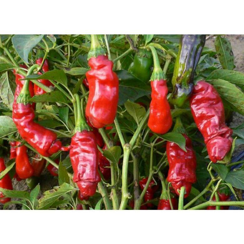 Original Benih Cabe Red Peter Cabe Hias Cabe Unik Bibit Tanaman