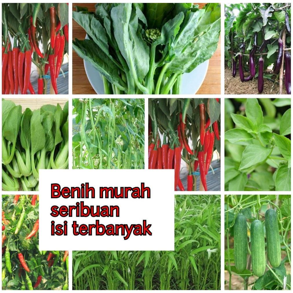 Promo Cod Part1 Termurah Aneka Bibit Sayur Benih Sayuran Seribuan Hidroponik Sawi Pokcoy Bayam Tomat