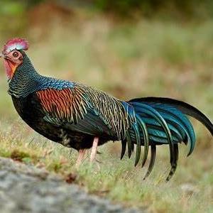 MEDPET COCK FERTILITY UNTUK KESUBURAN BURUNG MERPATI JANTAN