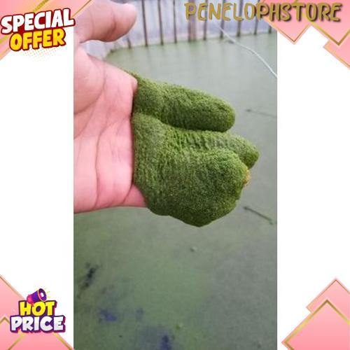 Cod Bibit Wolfia 150Gr Benih Wolffia