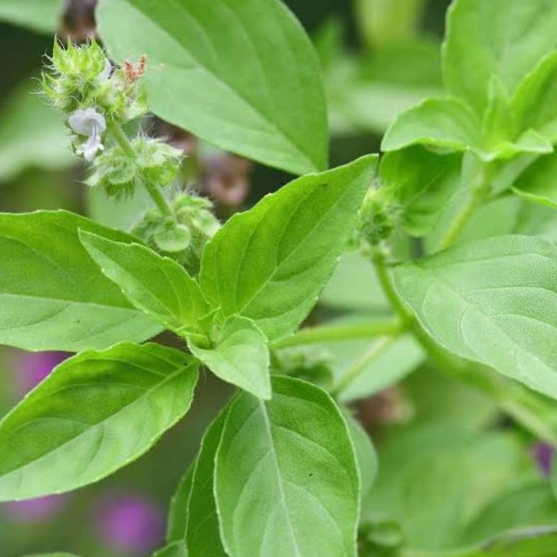 Promo Cod 200 Biji - Benih Kemangi Lalap Super Berkwalitas - Bibit Sayuran - Benih Sayuran Basil Lem