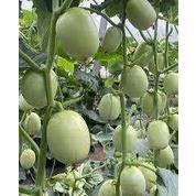 Promo Cod 5 Butir Biji / Benih Timun Jade Girl Atau Timun Giok Manis 