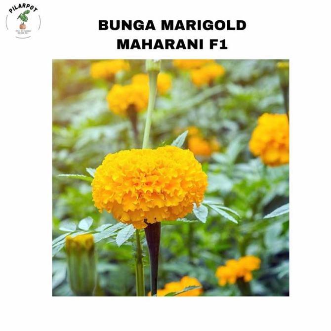 benih bibit bunga marigold Maharani f1 cap panah merah - MAHARANI F1