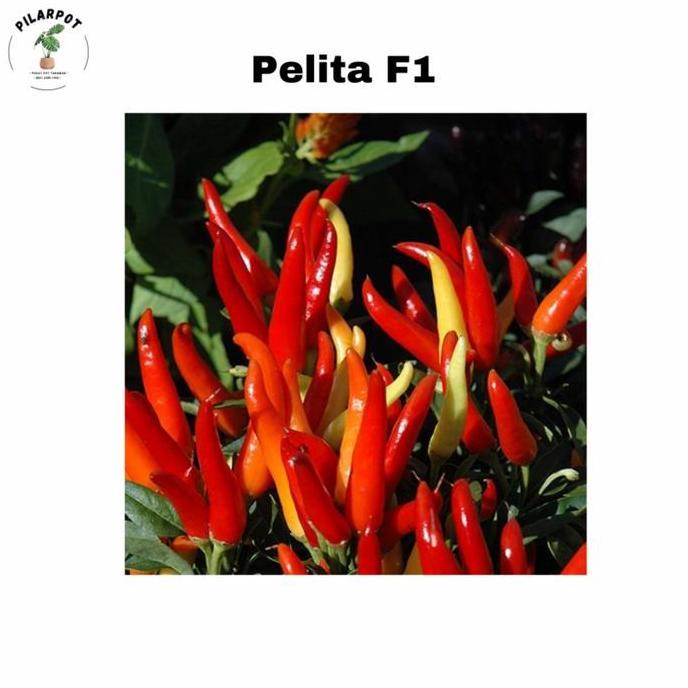 benih bibit cabai rawit pelita f1 cap panah merah - CABAI PELITA F1