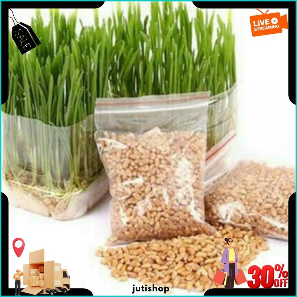 Bibit Wheatgrass Biji Rumput Gandum 500Gr Gratis Ongkir