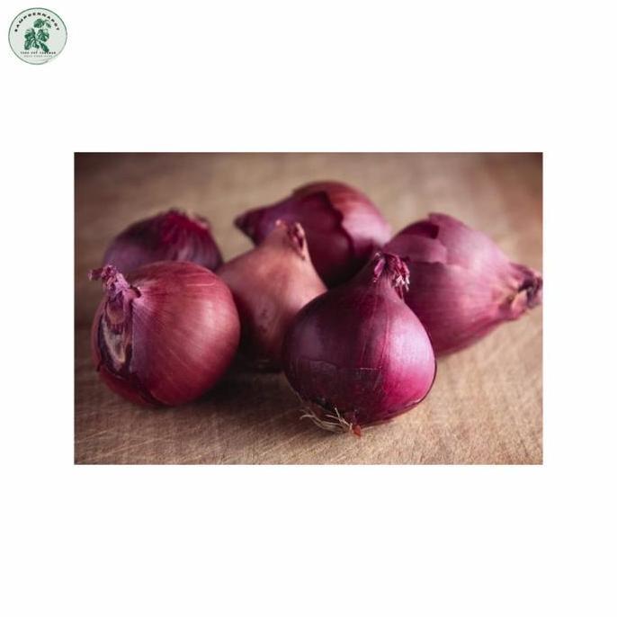 benih bibit bawang merah lokananta cap panah merah - LOKANANTA