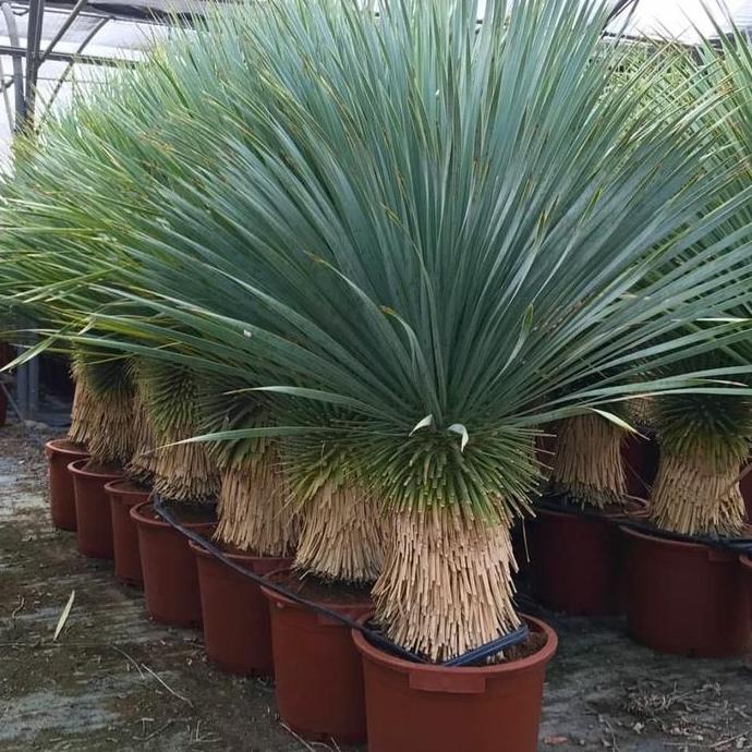 Terlaris Tanaman hias - Pohon bibit palm yucca rostrata tinggi 50cm