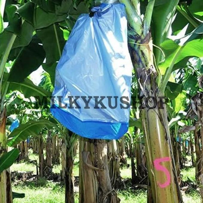 New- FRUIT COVER BERAT 1 KG PLASTIK METERAN PEMBUNGKUS BUAH BESAR PISANG