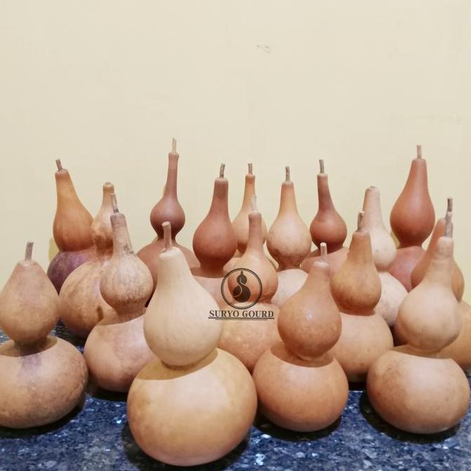 (Allthebest) Labu botol | Labu botol kering | Labu botol china | drunken master | Bottle gourd | Lab