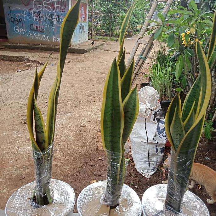 tanaman sansivera lidah mertua + pot