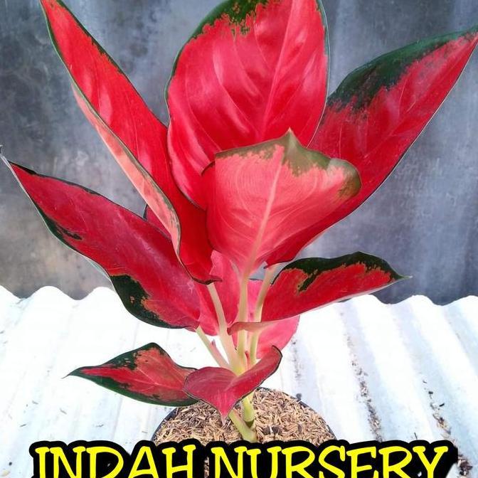 bibit bunga Aglonema suksom dewasa (suksom jaipong Kultur)