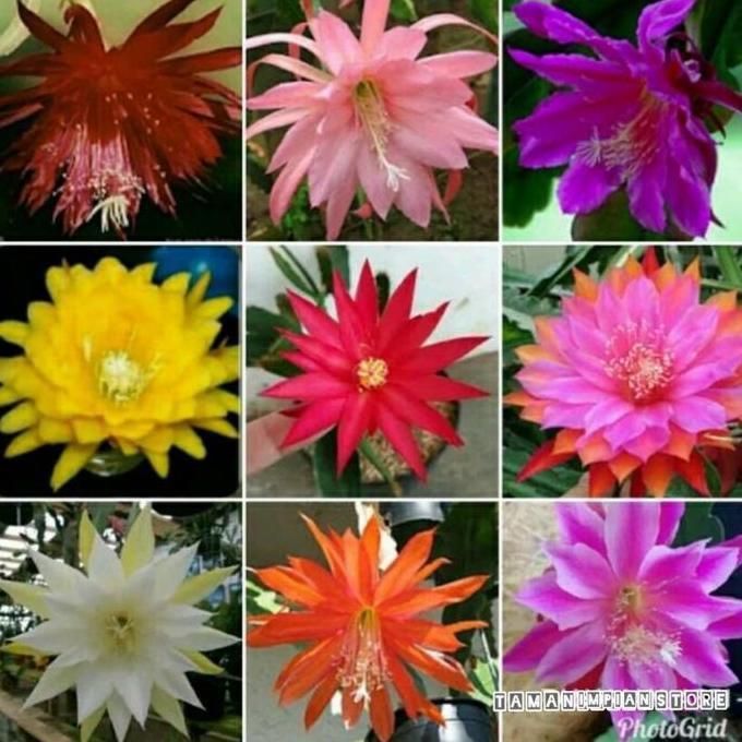 Paket hemat 9 jenis bunga tanaman hias wijaya kusuma - pohon