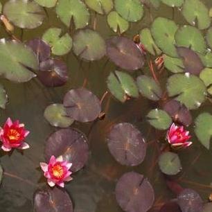 tanaman teratai air | tanaman air | tanaman teratai