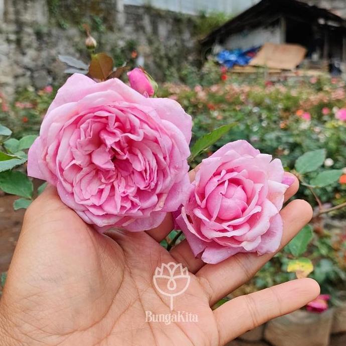 BUNGA MAWAR KAMPUNG PINK LEMBUT UKURAN DEWASA