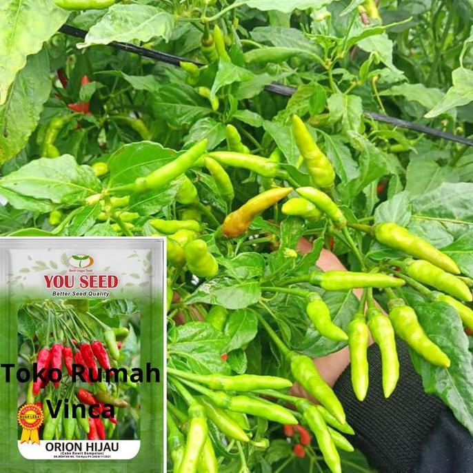 Benih Bibit Cabe Rawit Hijau ORION HIJAU 500s You Seed Tipe Siramos benih  cabe