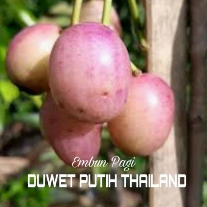 Bibit pohon Buah Juwet / Duwet Putih /Jamblang putih