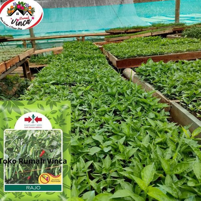 Benih Bibit Biji Tanaman Cabe Rawit Hijau RAJO 2250 Butir dari Cap Panah Merah Cabe Rawit Setan