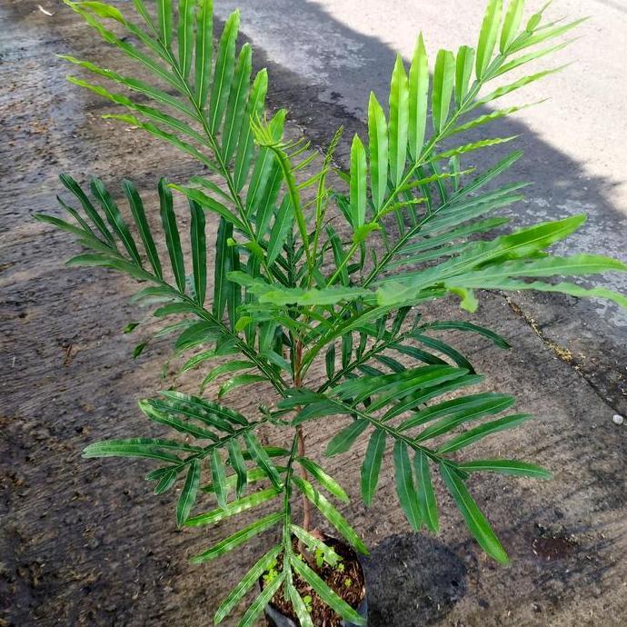 Tanaman Bibit kiara payung