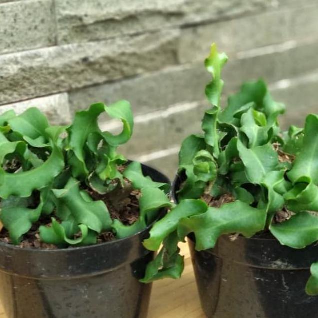 Tanaman Hias Gantung Wijaya Kusuma Tanduk / Kriting Plus Pot