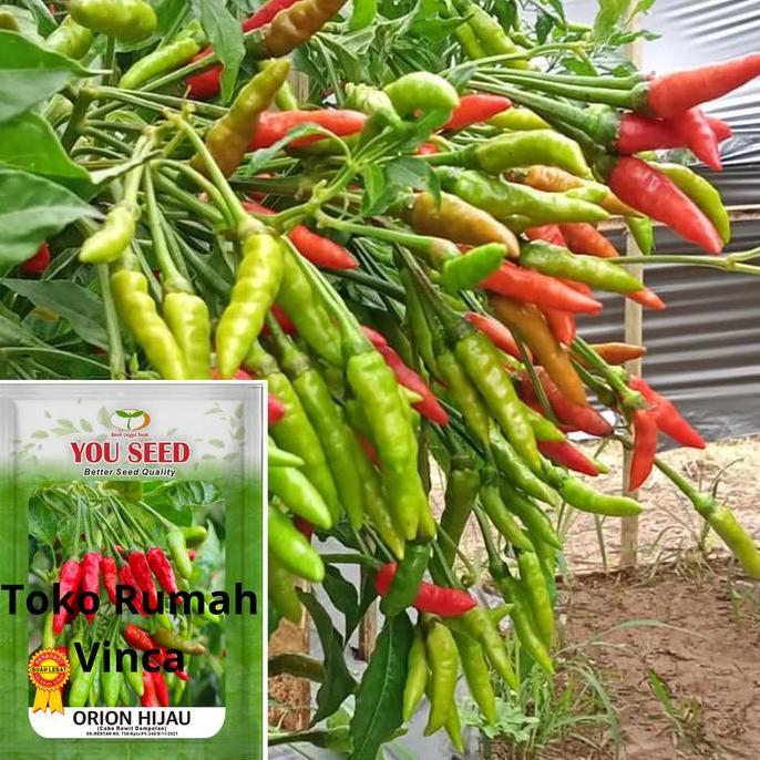Benih Bibit Cabe Rawit Hijau ORION HIJAU 500s You Seed Tipe Siramos benih  cabe