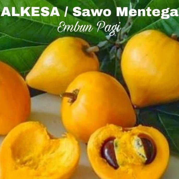 Bibit  Pohon buah Alkesa atau Sawo mentega langka dari cangkok batang besar