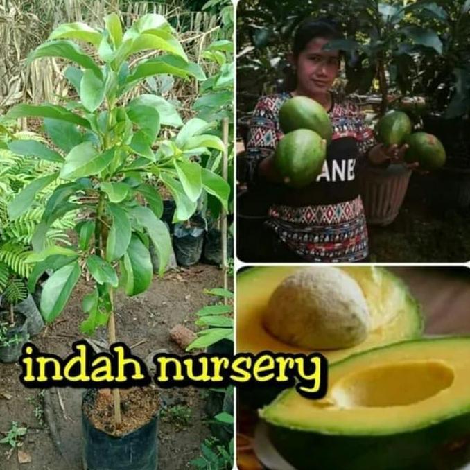 bibit buah alpukat Miki tinggi 1 meter siap berbuah kualitas unggul