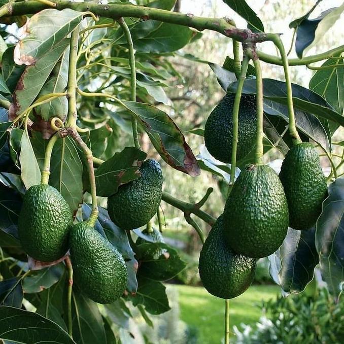 bibit alpukat hass 1 meter