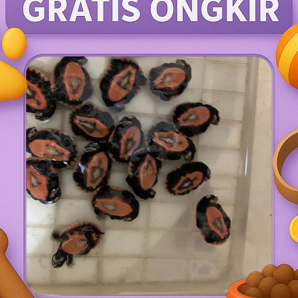 Hiasan Aquarium Dada Merah Damer Kura Kura Air