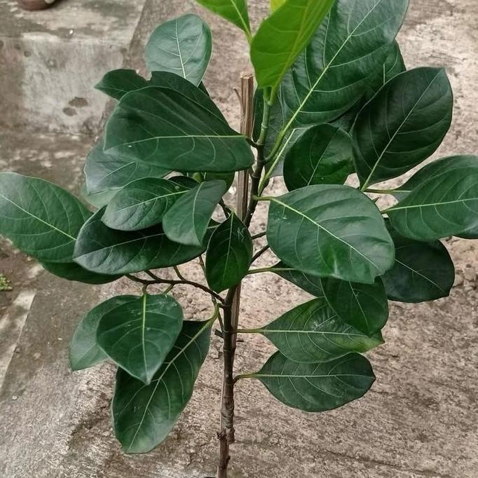 BIBIT NANGKA MADU MERAH JUMBO SIAP BERBUNGA TUMBUHAN