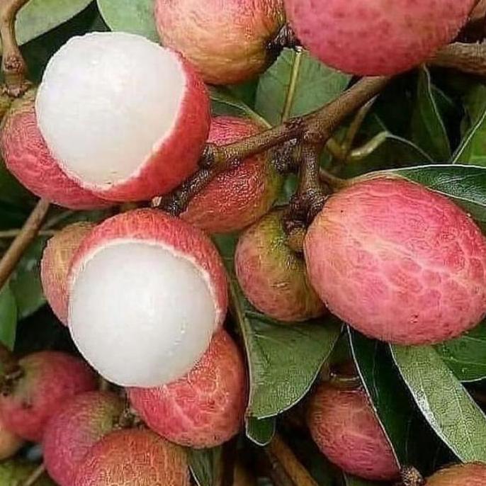 READY STOK Bibit buah leci merah madu TUMBUHAN