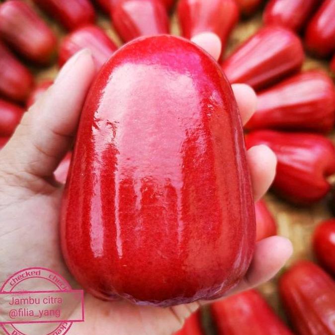 benih jambu air citra jumbo cangkok/okulasi cepat berbuah TUMBUHAN