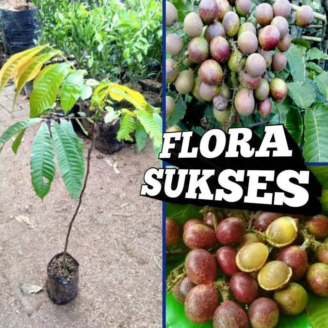 Bibit Tanaman Matoa Super Unggul Cepat Berbuah Buah Matoa TUMBUHAN