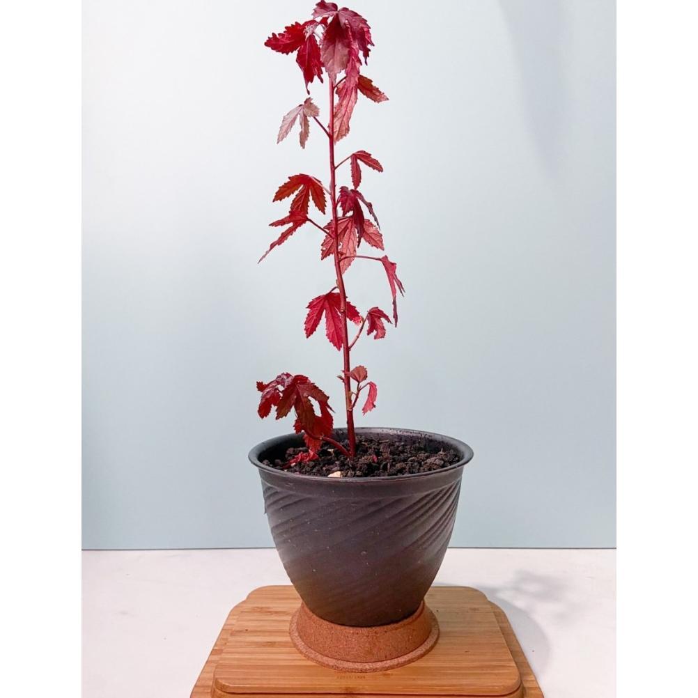 Javanese Red Maple - Bonsai Red Maple - Red Panama - Red Maple Lokal - Termurah
