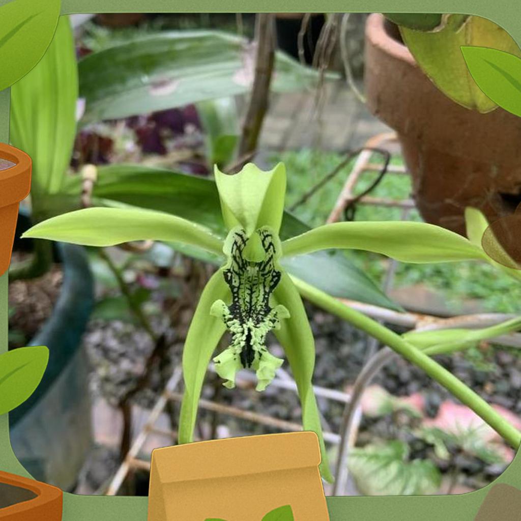 Coeligyne Pandurata Anggrek Hitam Papua Dewasa Medium